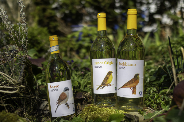 KI generiert: Drei Weinflaschen mit Vogel-Etiketten im Garten. Texte: "Soave BECCO", "Pinot Grigio BECCO", "Trebbiano BECCO".