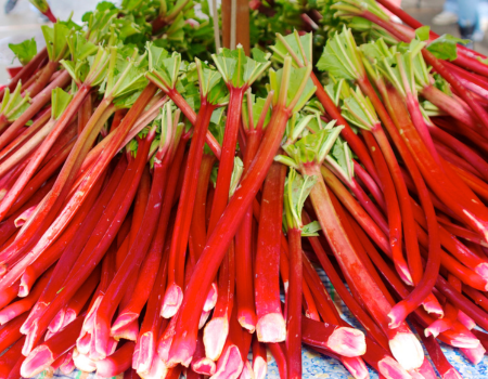 Leuchtend roter Rhabarber