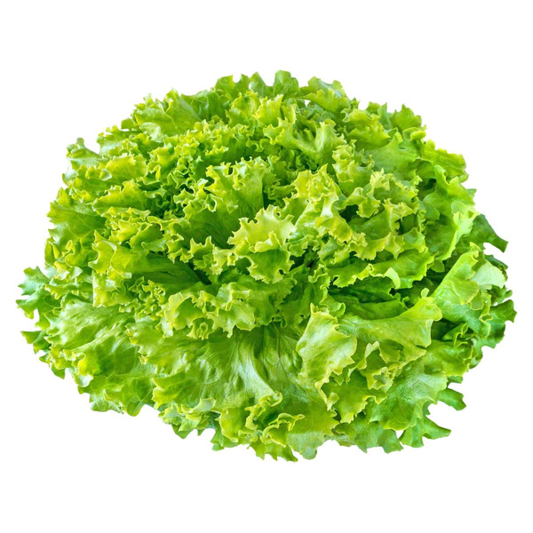 Produktfoto zu Batavia grün