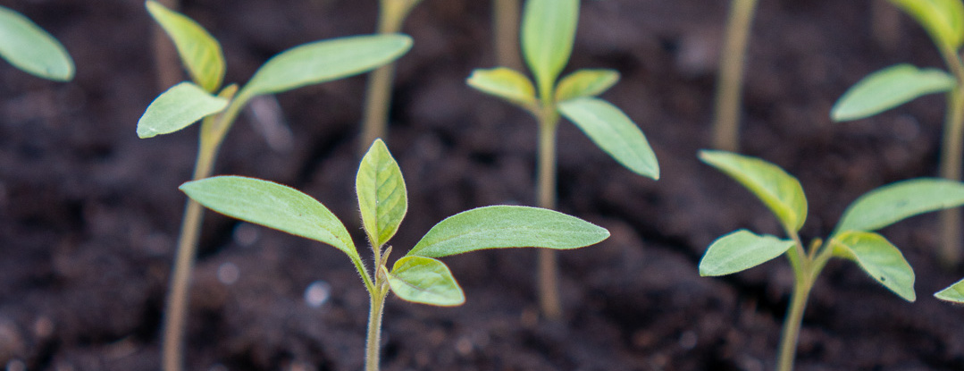 Wenn neue Gentechnik nicht gekennzeichnet wird, steigt das Risiko unbeabsichtigter Einträge in gentechnikfreie Anbausysteme.