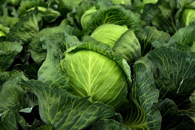 Griechischer Krautsalat