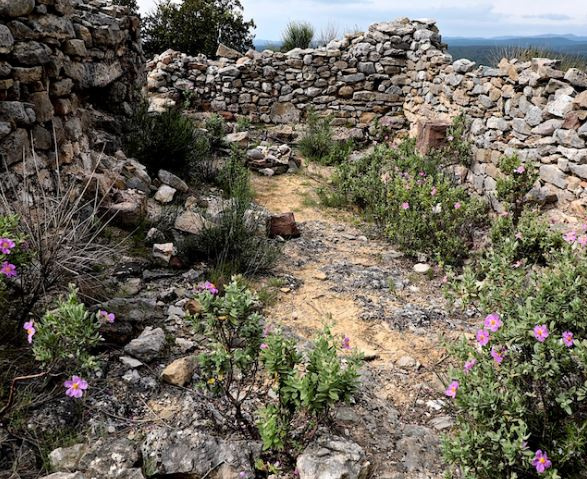 KI generiert: Alte Steinruinen mit wachsenden lila Blumen im Vordergrund.