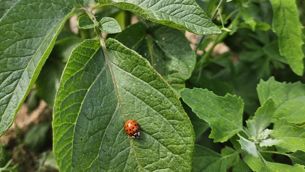 KI generiert: Ein Marienkäfer sitzt auf einem großen grünen Blatt.