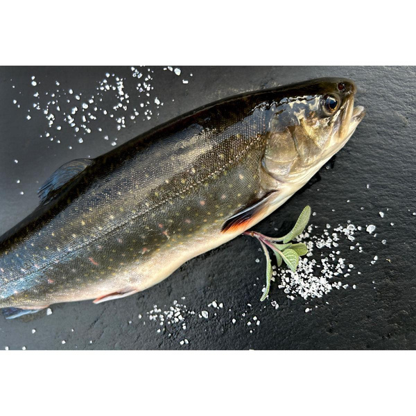 Produktfoto zu Lachsforelle
