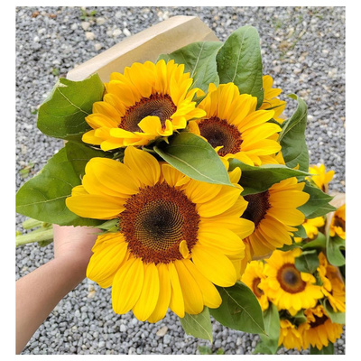 Produktfoto zu Sonnenblumenstrauß