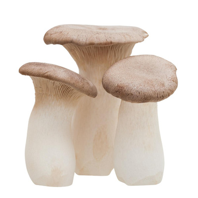 Produktfoto zu Kräuterseitling