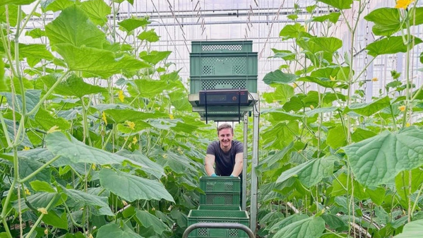 KI generiert: Eine Person in einem Gewächshaus zwischen hohen Pflanzen mit Kisten auf einem Gestell.