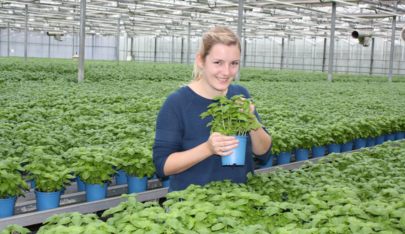 KI generiert: Eine Frau hält einen Topf Basilikum in einem großen Gewächshaus voller Pflanzen.
