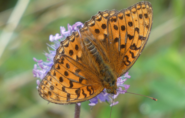 KI generiert: Ein orange-schwarzer Schmetterling sitzt auf einer lila Blume.