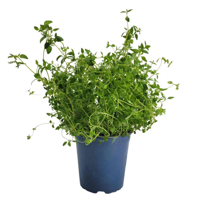 Produktfoto zu Thymian im Topf