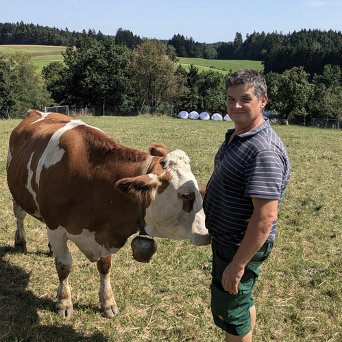 KI generiert: Ein Mann steht auf einer Wiese neben einer Kuh, umgeben von Natur.