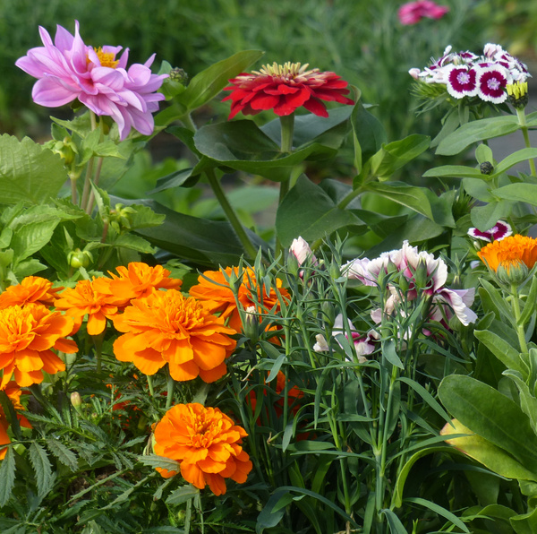 KI generiert: Ein bunter Blumenstrauß aus Dahlien, Zinnien und anderen Blütenarten im Garten.