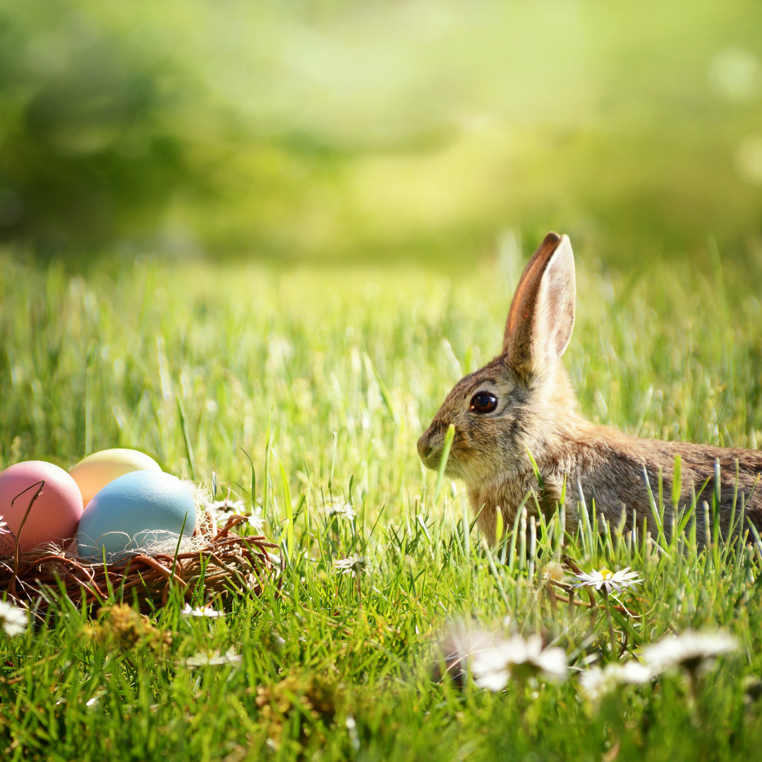 KI generiert: Hase im Gras neben einem Nest mit bunten Eiern.