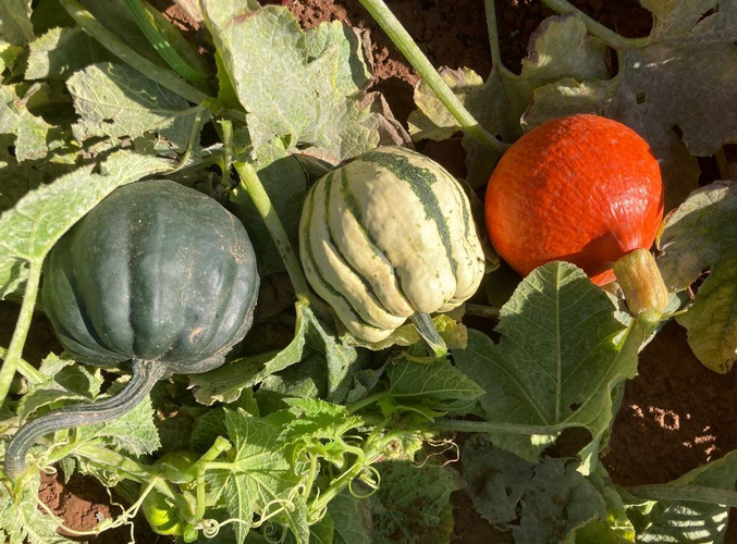 Kürbisse