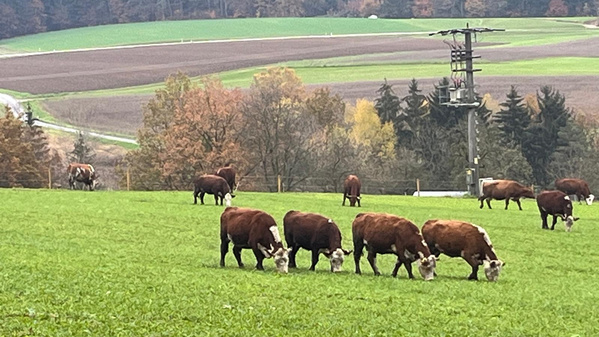 KI generiert: Kühe grasen auf einer Wiese, umgeben von herbstlicher Landschaft.