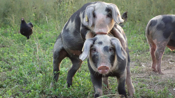 KI generiert: Zwei Schweine auf einer Wiese, eines steht spielerisch auf dem anderen. Im Hintergrund sind Hühner zu sehen.