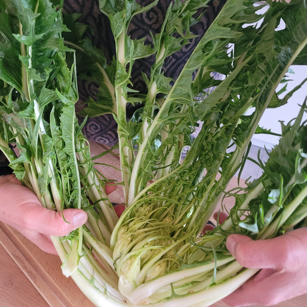 KI generiert: Das Bild zeigt eine Person, die ein Bündel grüner Blätter, möglicherweise Chicorée, in den Händen hält. Die Blätter sind lang und haben gezackte Ränder.