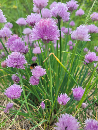 KI generiert: Lila Blüten im Grünen, eine Hummel besucht die Blüten im Vordergrund.