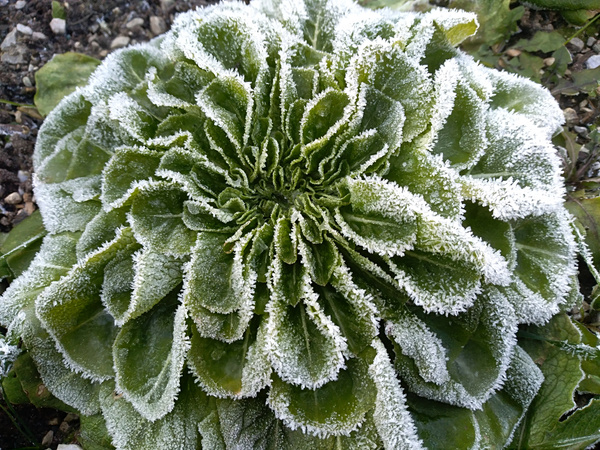KI generiert: Das Bild zeigt eine Pflanze mit großen, grünen Blättern, die von einer Schicht aus Frost bedeckt sind. Die Eiskristalle verleihen den Blatträndern ein weißes, glitzerndes Aussehen.
