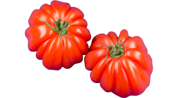 KI generiert: Zwei gerippte, rote Tomaten mit grünen Stielen auf weißem Hintergrund.