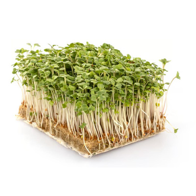 Produktfoto zu Sprossen auf Vlies