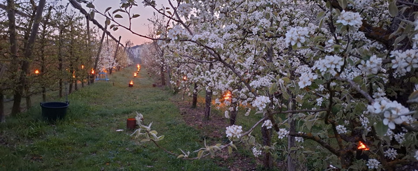 KI generiert: Obstgarten mit blühenden Bäumen bei Dämmerung; zwischen den Reihen brennen Feuer zur Frostabwehr.