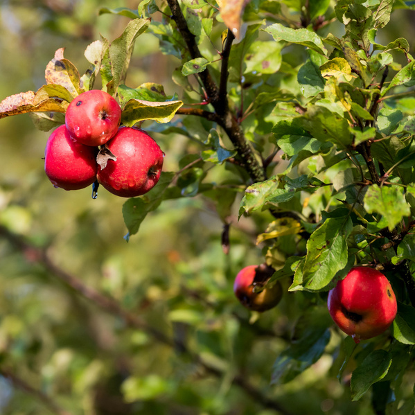 KI generiert: Rote Äpfel hängen an einem Baumzweig, umgeben von grünen Blättern.