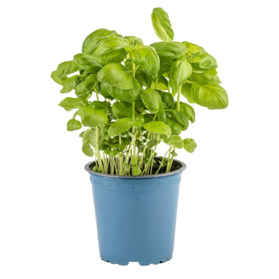 Produktfoto zu Basilikum im Topf