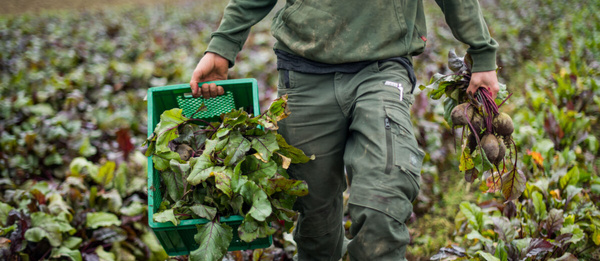 KI generiert: Person erntet rote Beete auf einem Feld, hält einen Korb voller Blätter.