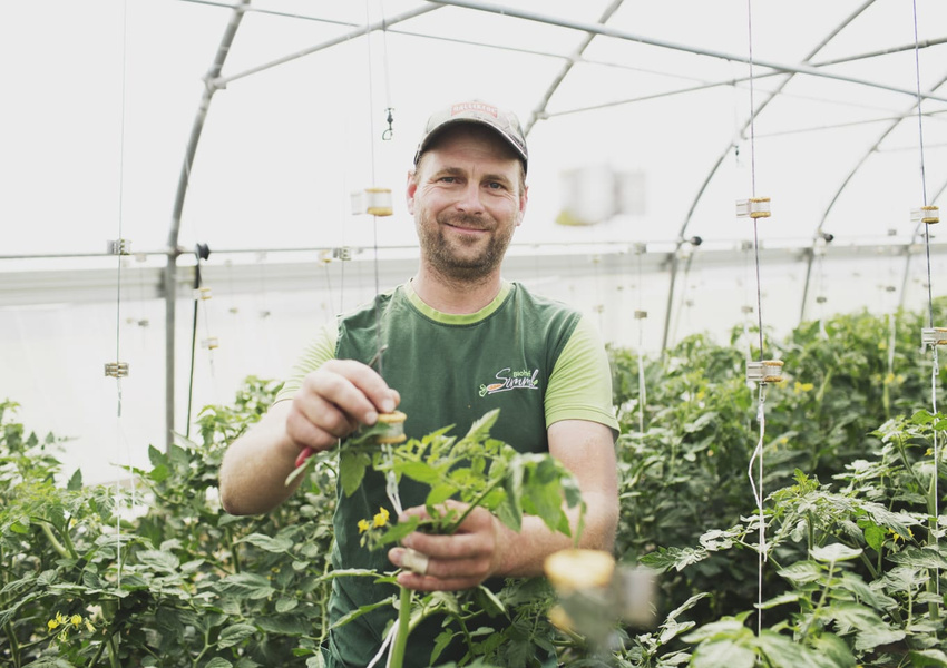 KI generiert: Ein Mann in einem Gewächshaus pflegt Tomatenpflanzen.