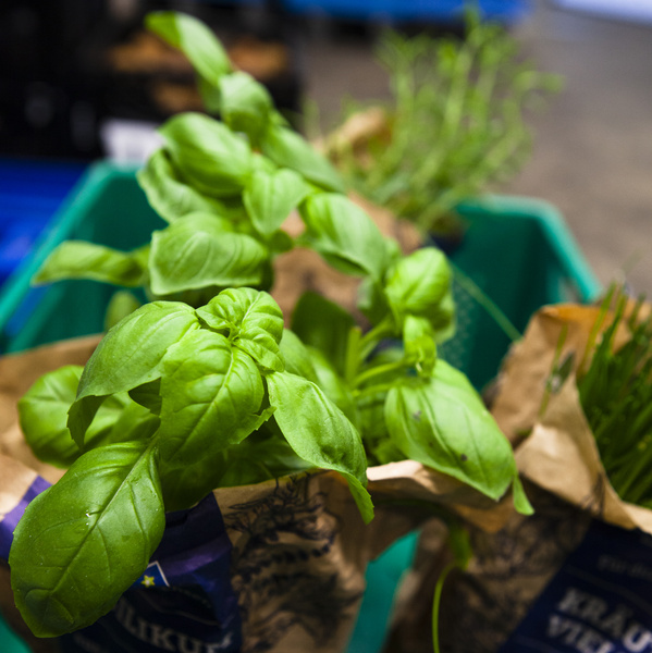 KI generiert: Frische Basilikum-Pflanzen in einer Papiertüte in einem grünen Korb.