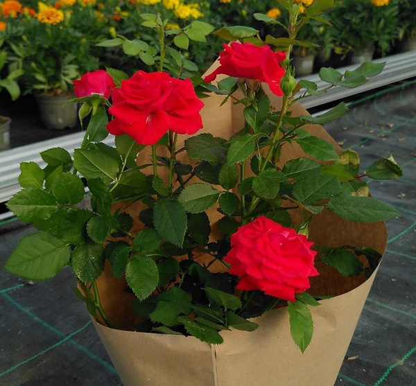 Produktfoto zu Zwergrose