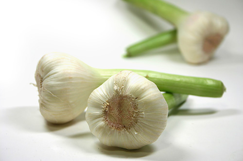 frischer Knoblauch