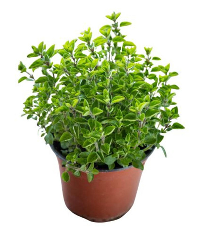 Produktfoto zu Oregano im Topf