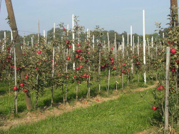 KI generiert: Apfelplantage mit vielen roten Äpfeln an Bäumen.