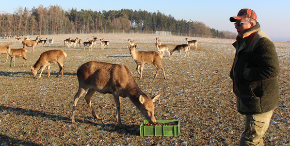 wildgehege würglberg damwild