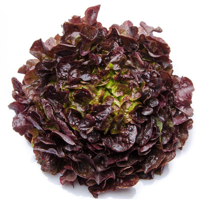 Produktfoto zu Eichblattsalat rot