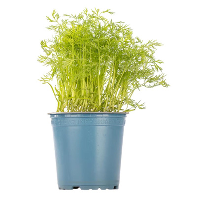 Produktfoto zu Dill im Topf