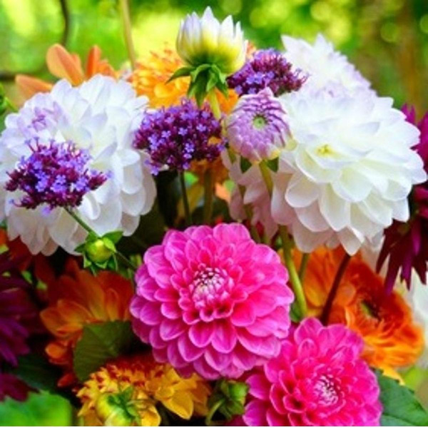 Produktfoto zu Dahlien