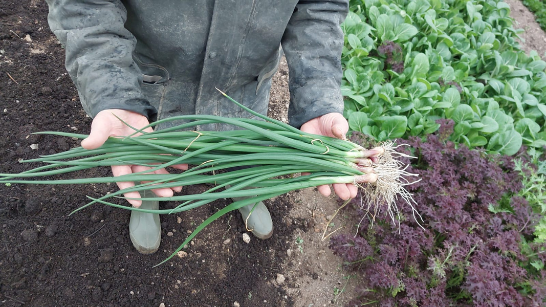 KI generiert: Eine Person hält frisch geerntete Frühlingszwiebeln auf einem Gemüsefeld.