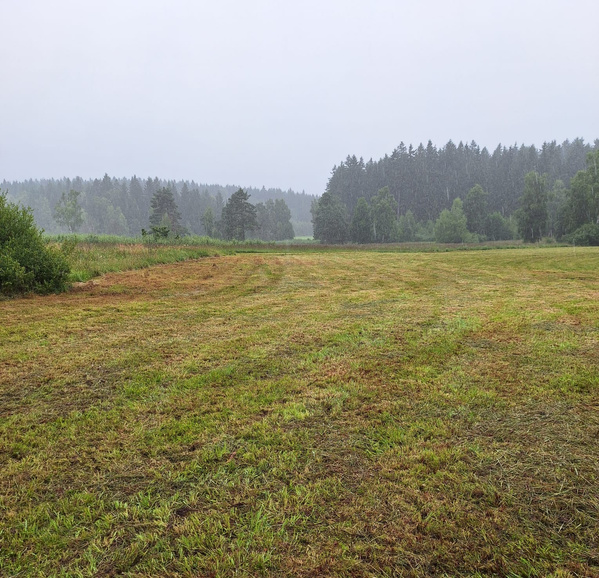 KI generiert: Eine regnerische Wiese mit Wald im Hintergrund.