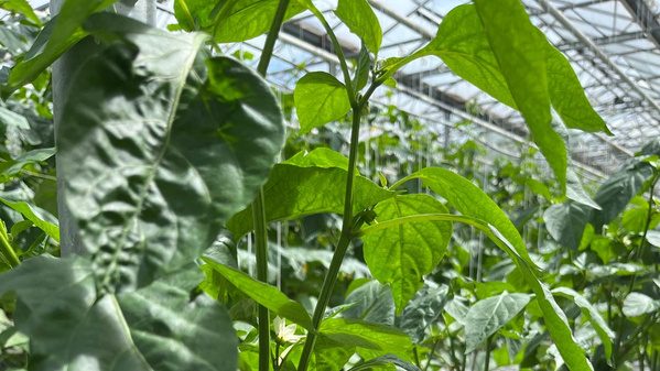 KI generiert: Grüne Pflanzen wachsen in einem Gewächshaus.